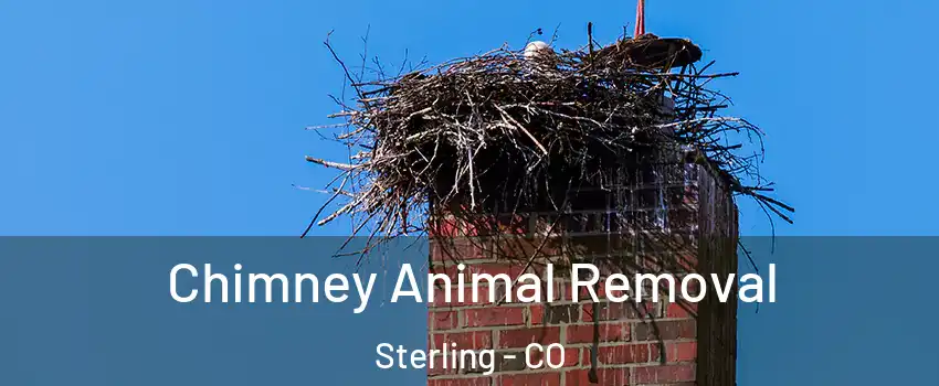  Chimney Animal Removal Sterling - CO