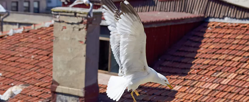 Residential Chimney Animal Removal Solution in Sterling, CO