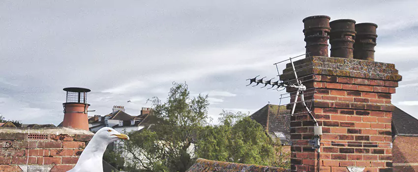 Chimney Cleaning And Restoration in Sterling, Colorado
